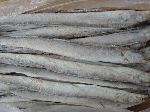 黃江帶魚(yú)配送